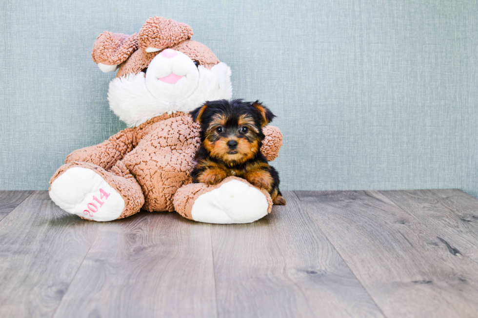 Meet Twinkle - our Yorkshire Terrier Puppy Photo 