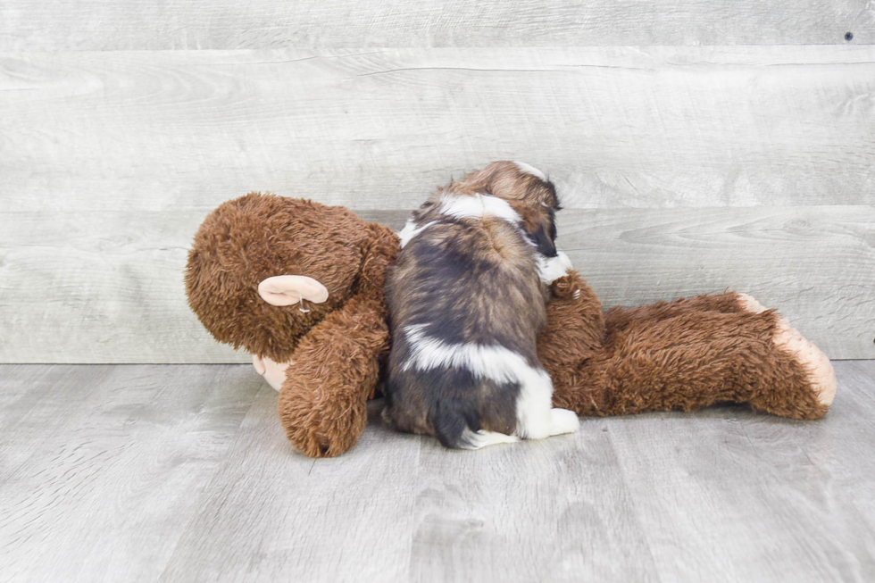 Best Teddy Bear Baby