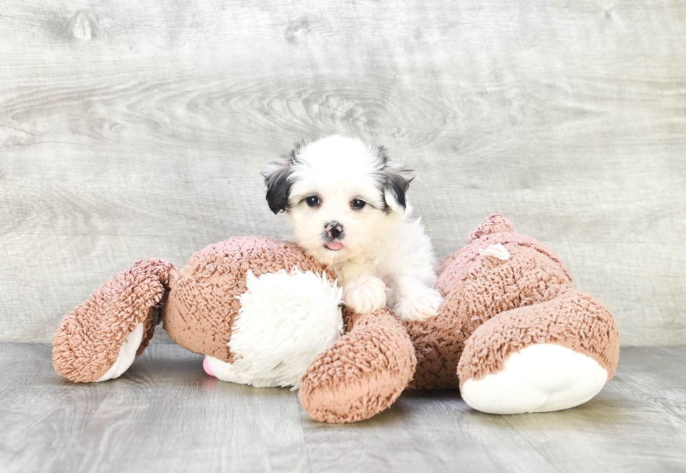 Happy Teddy Bear Baby