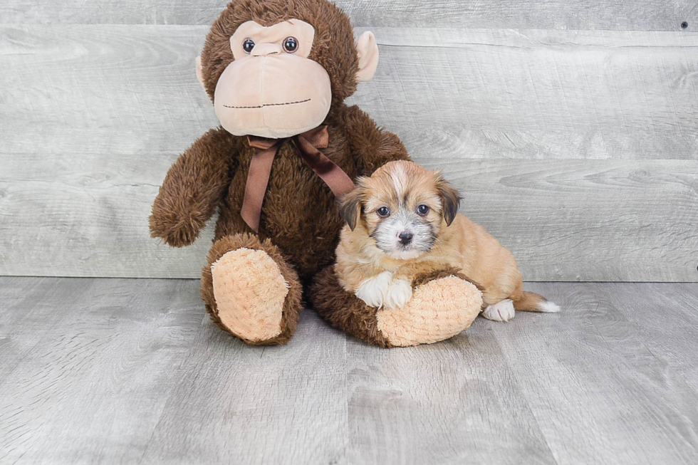 Smart Havanese Purebred Puppy