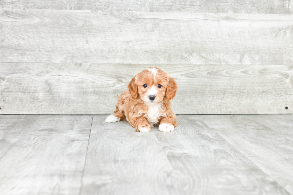 Cavapoo Pup Being Cute