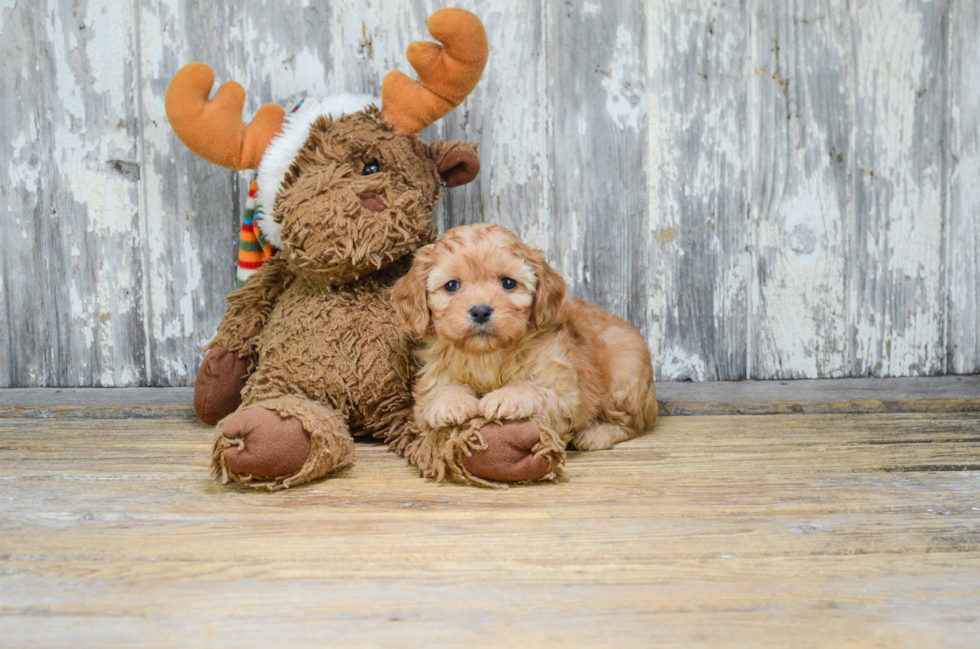 Cavachon Puppy for Adoption