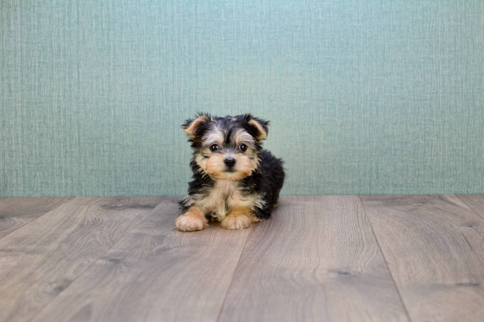 Morkie Puppy for Adoption