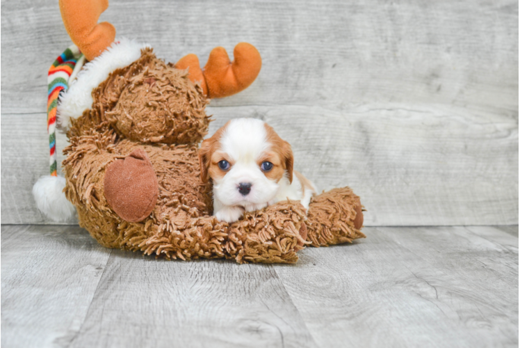 Smart Cavalier King Charles Spaniel Purebred Puppy