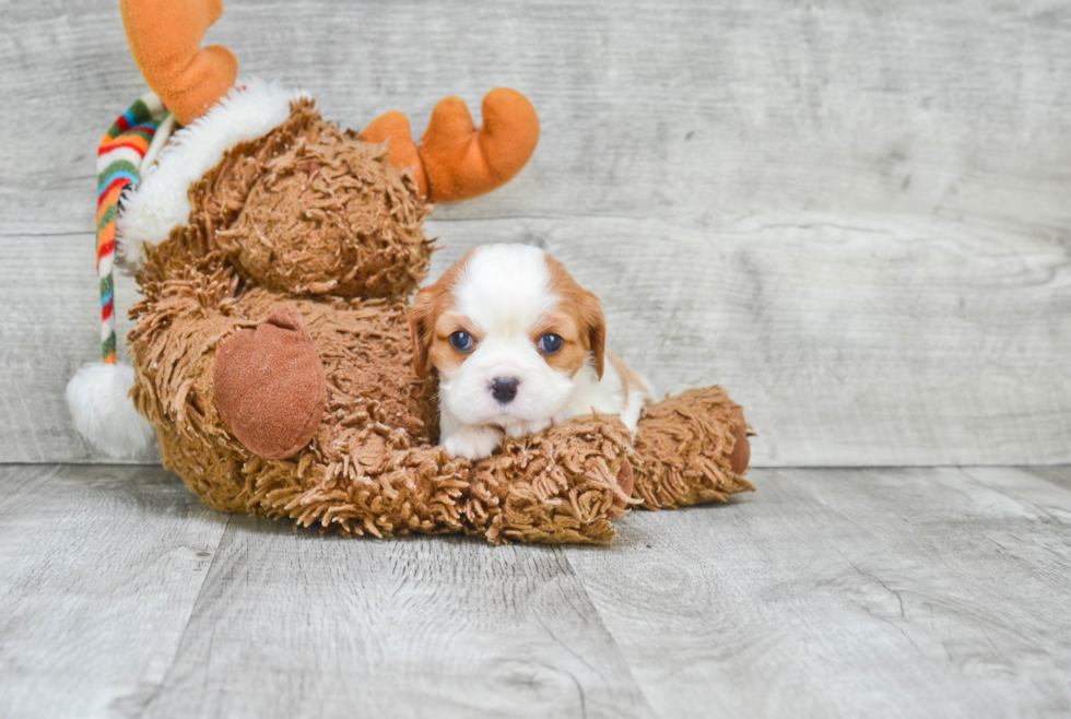 Smart Cavalier King Charles Spaniel Purebred Puppy