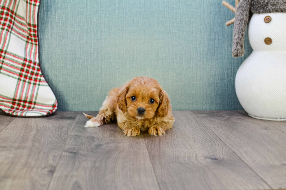 Cavapoo Puppy for Adoption