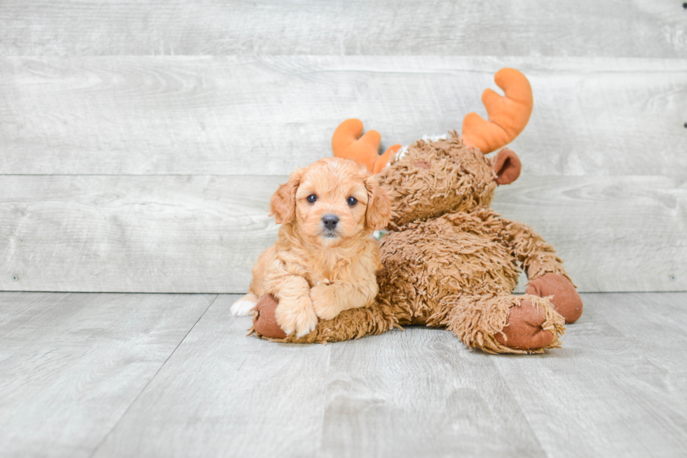 Playful Cavoodle Poodle Mix Puppy