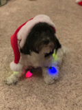 Playful Havanese Pup