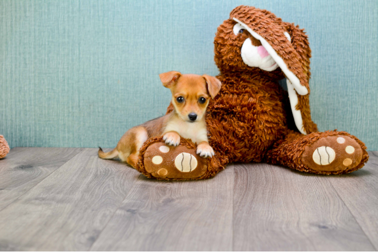 Cute Chorkie Mix Pup