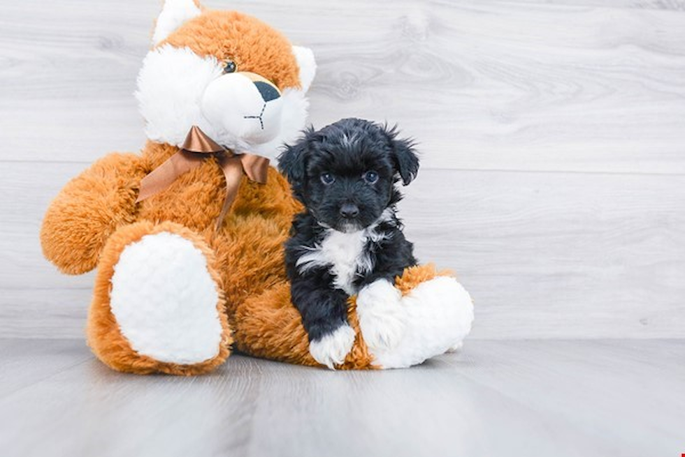 Happy Mini Aussiedoodle Baby