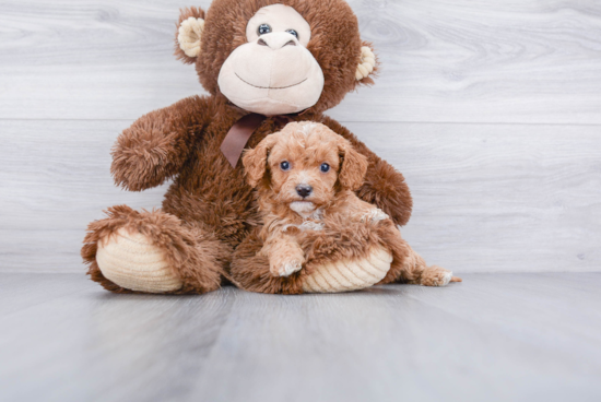 Cute Cavapoo Baby