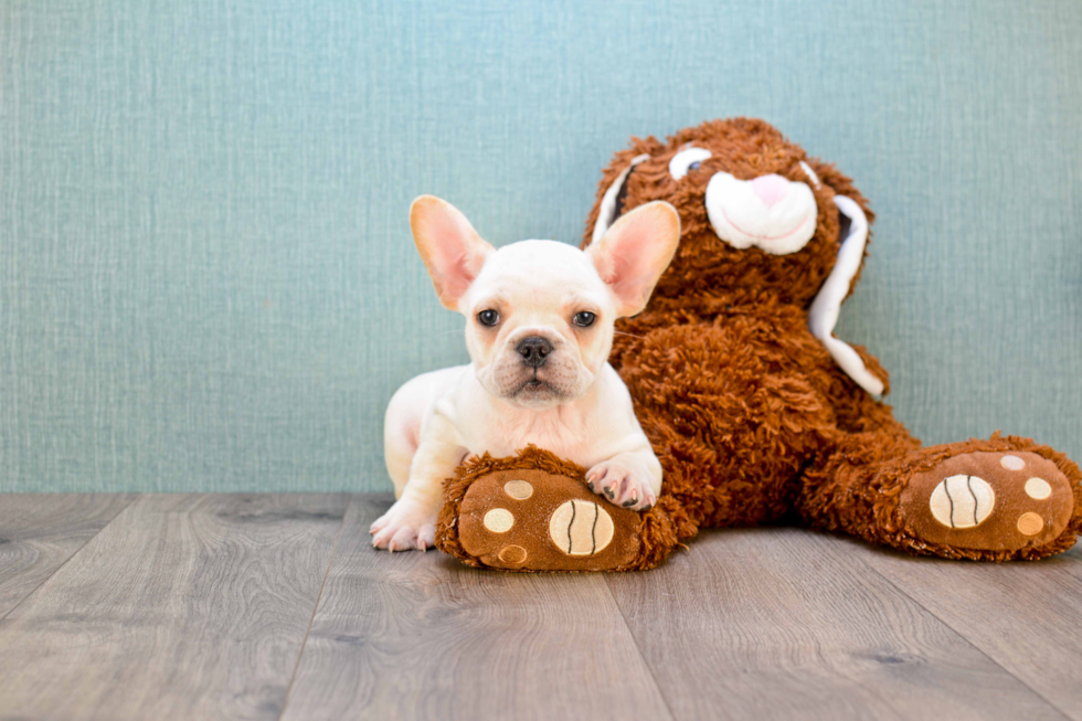 French Bulldog Puppy for Adoption