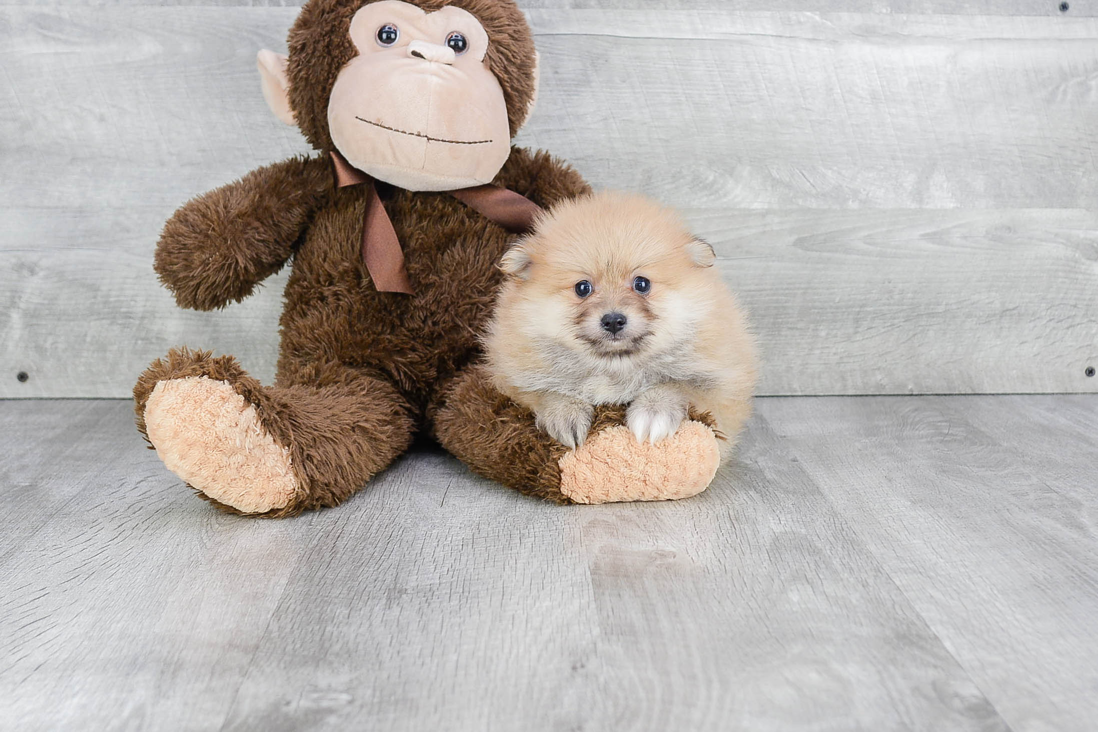 Little Pomeranian Purebred Pup