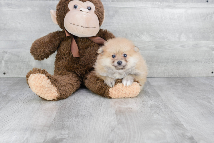 Little Pomeranian Purebred Pup