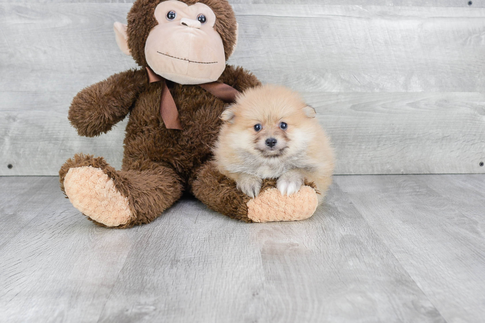 Little Pomeranian Purebred Pup