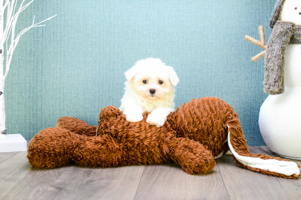 Fluffy Maltipoo Poodle Mix Pup