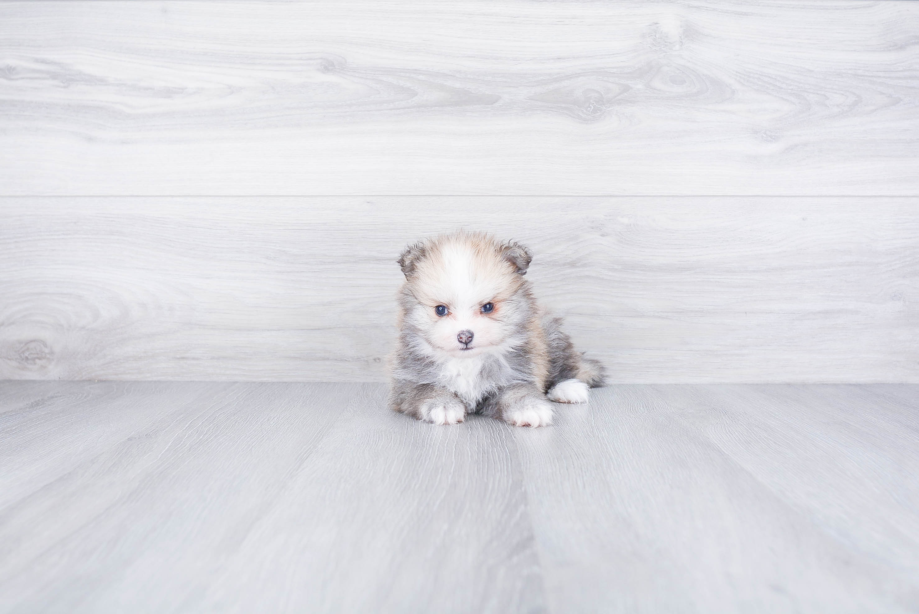 Little Pomeranian Purebred Pup