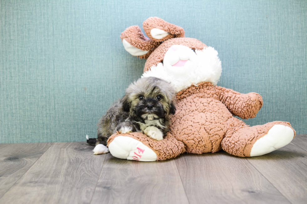 Petite Havanese Purebred Puppy