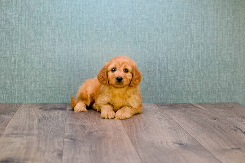 Best Mini Goldendoodle Baby