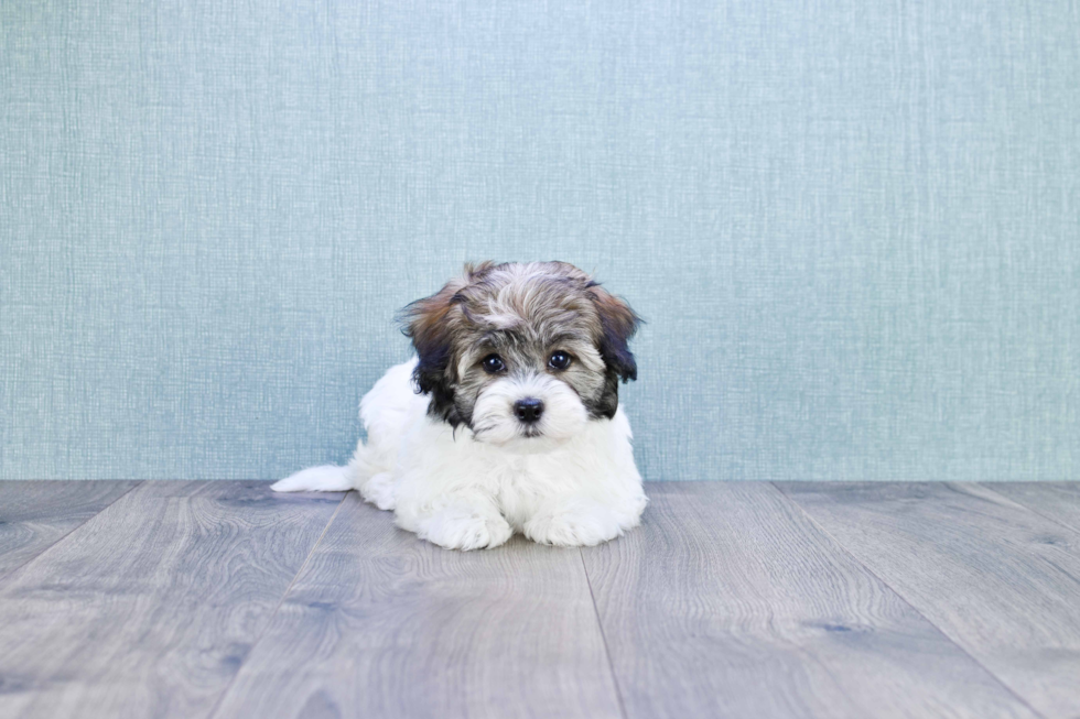 Havanese Puppy for Adoption