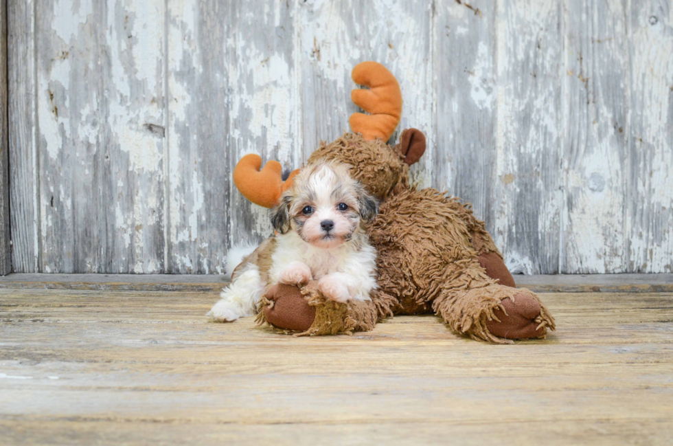 Teddy Bear Pup Being Cute