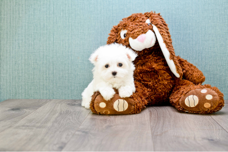 Maltese Puppy for Adoption