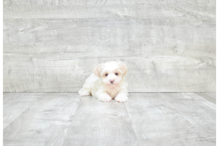 Maltipoo Pup Being Cute