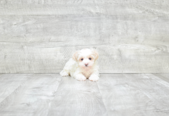 Maltipoo Pup Being Cute