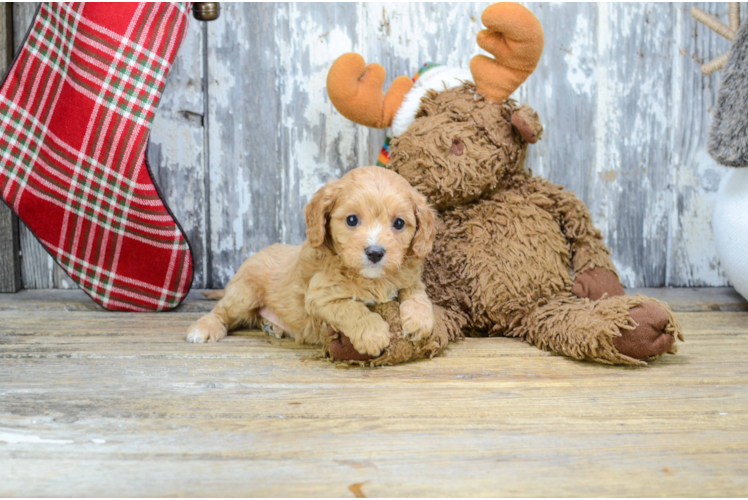 Sweet Cavapoo Baby