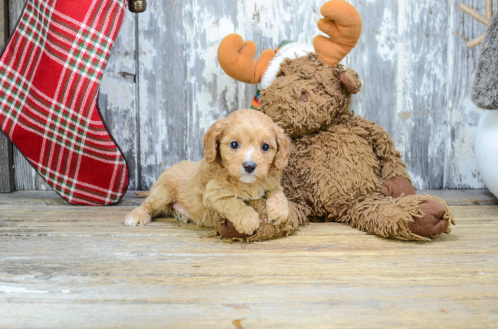 Sweet Cavapoo Baby