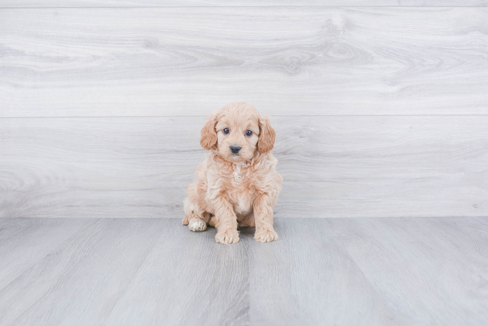 Petite Cockapoo Poodle Mix Pup