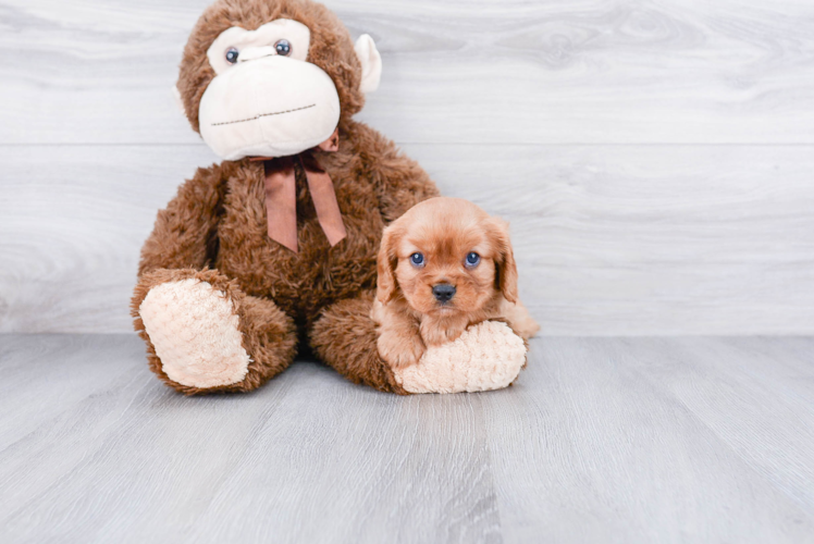 Cavalier King Charles Spaniel Puppy for Adoption