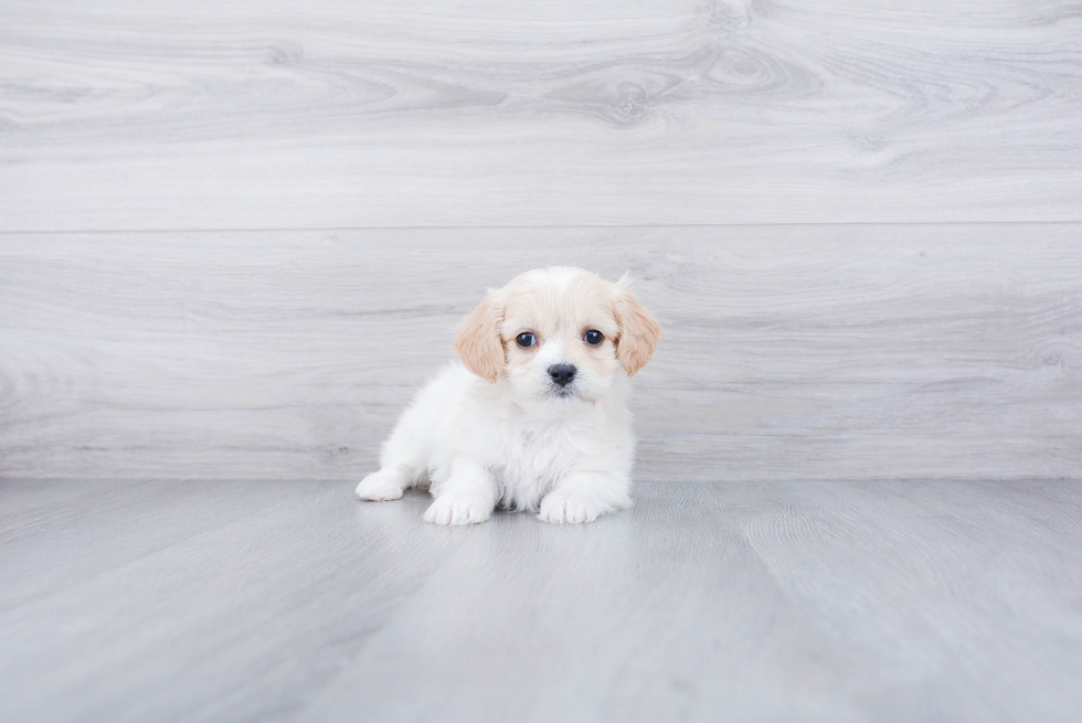 Cavachon Puppy for Adoption