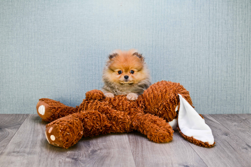 Friendly Pomeranian Baby