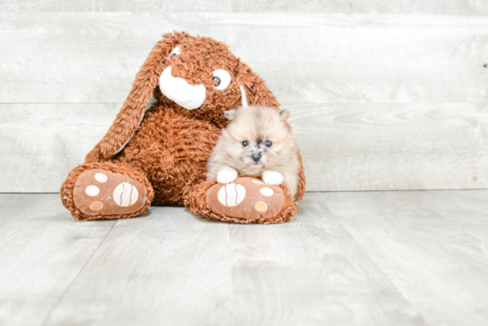 Friendly Pomeranian Purebred Pup