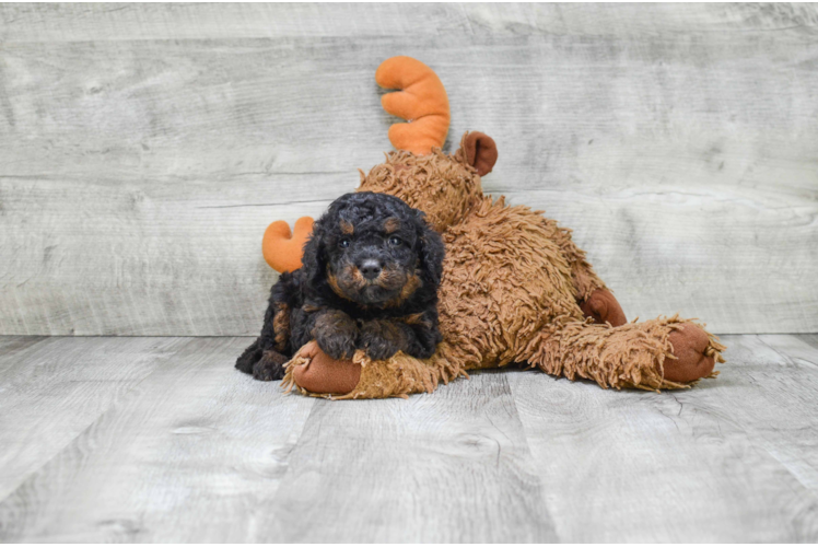 Adorable Mini Berniedoodle Poodle Mix Puppy