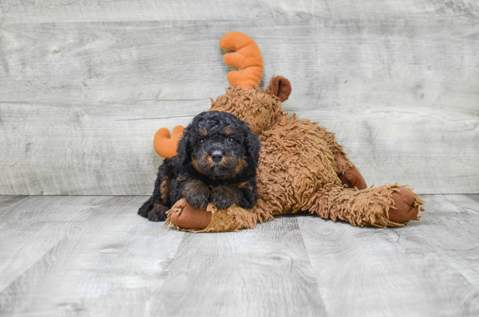 Adorable Mini Berniedoodle Poodle Mix Puppy