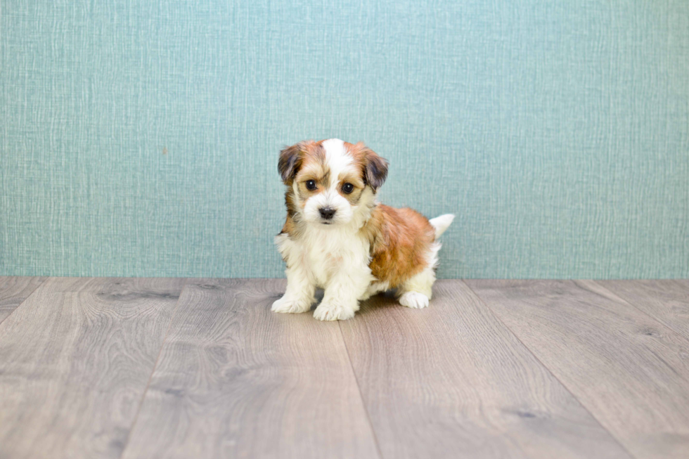 Morkie Puppy for Adoption