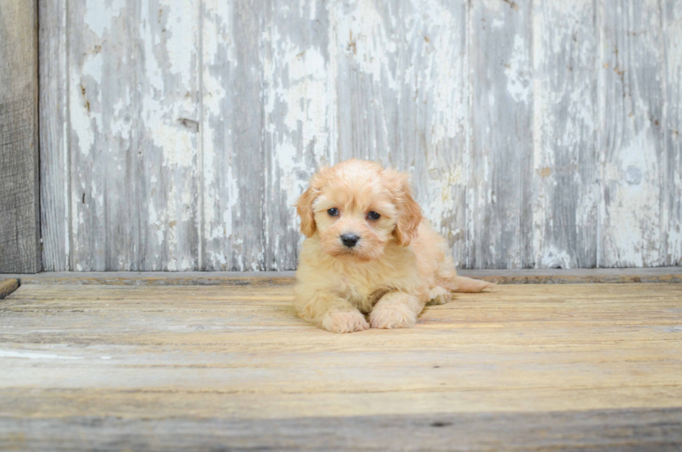 Happy Cavachon Baby