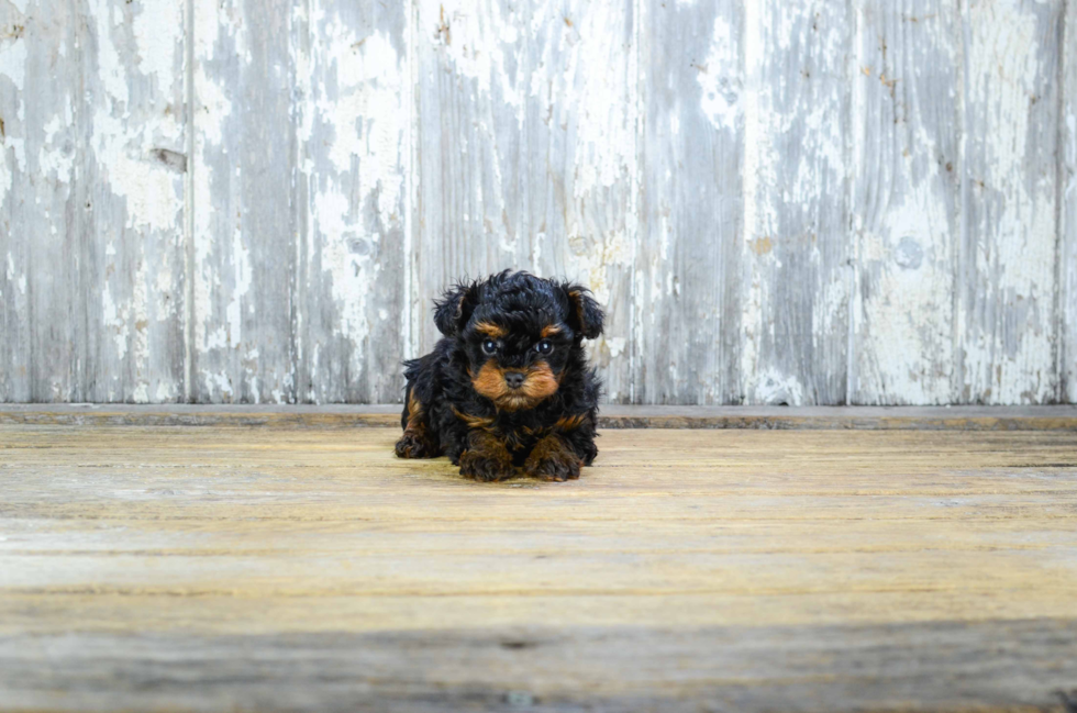 Yorkie Poo Pup Being Cute