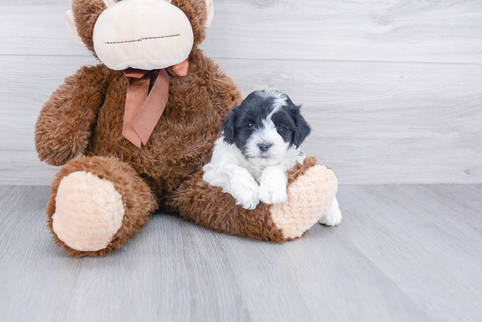 Maltipoo Pup Being Cute