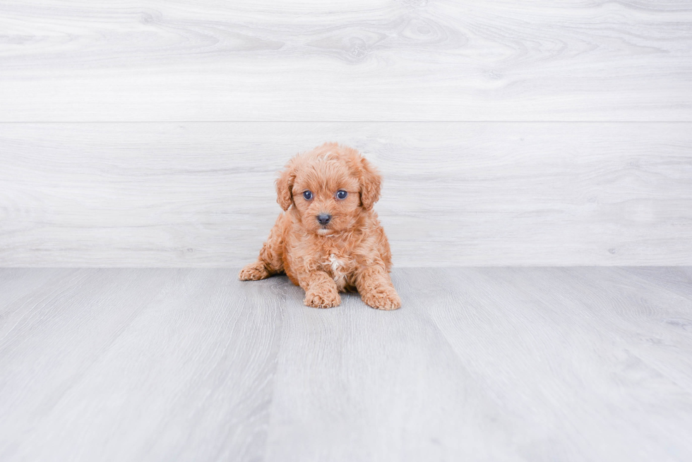 Hypoallergenic Cavoodle Poodle Mix Puppy