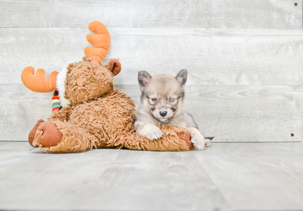 Playful Mini Husky Designer Puppy