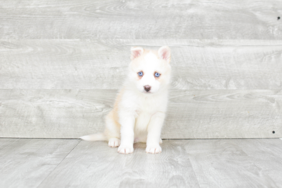 Smart Pomsky Designer Pup