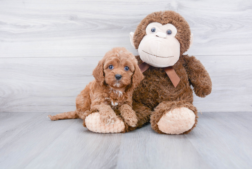 Smart Cavapoo Poodle Mix Pup