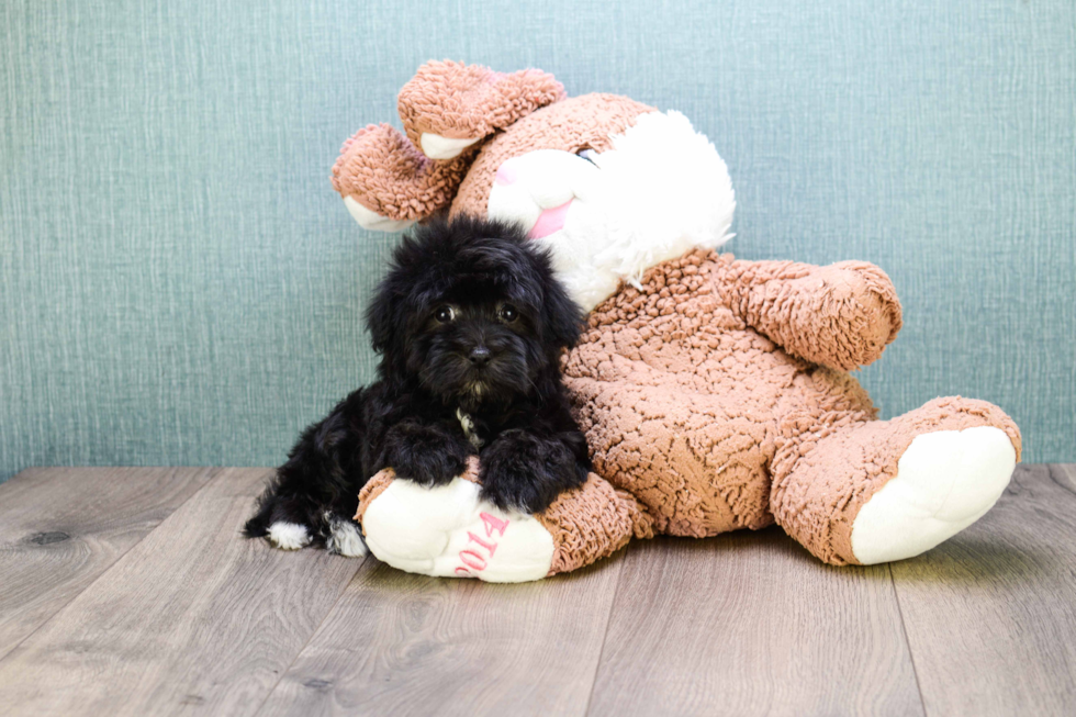 Havanese Puppy for Adoption