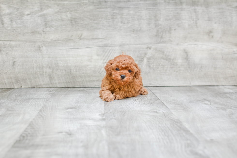 Popular Cavapoo Poodle Mix Pup