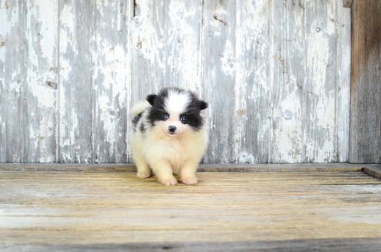 Popular Pomeranian Baby