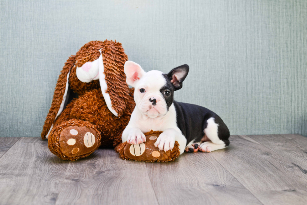 French Bulldog Puppy for Adoption