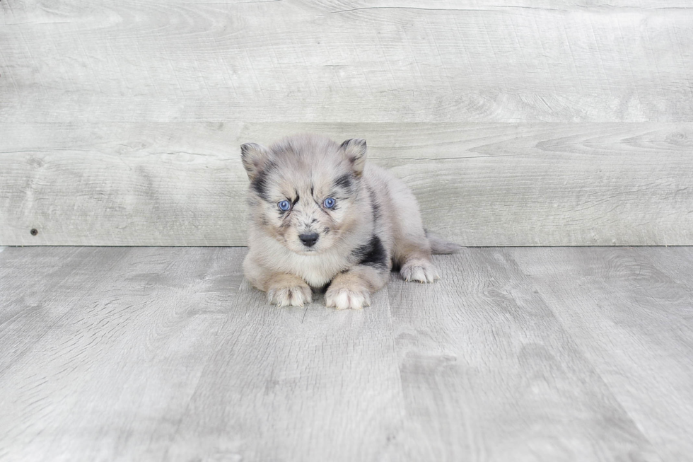 Pomsky Puppy for Adoption